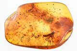 Detailed Fossil Rove Beetle, Leafhopper & Springtail in Baltic Amber #325417-1